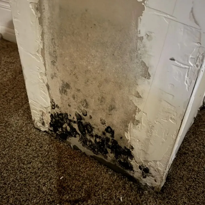 Professional Mold Removal in Weldon, NC